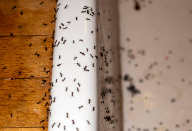 Best Commercial Pest Control Services  in Bucyrus, OH