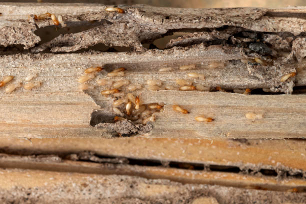 Best Affordable Exterminators  in Bucyrus, OH